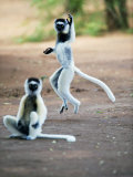 Verreaux's Sifaka Dancing in a Field  Berenty  Madagascar