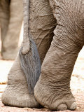 Close-Up of Legs and Tail of an African Elephant  Lake Manyara  Tanzania
