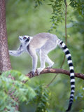 Ring-Tailed Lemur Climbing a Tree  Berenty  Madagascar