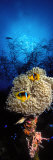 Sea Anemone and Allard's Anemonefish in the Ocean