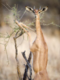 Female Gerenuk Eating Leaves  Samburu National Park  Rift Valley Province  Kenya