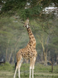 Rothschild Giraffe Feeding on Tree Leaves  Lake Nakuru National Park  Kenya