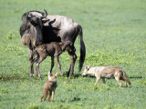 Newborn Wildebeest Calf and Mother with Hunting Golden Jackals  Ngorongoro Crater  Tanzania