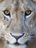 Close-Up of a Lioness  Tarangire National Park  Tanzania