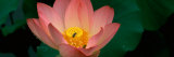 Lotus with Bees in a Pond