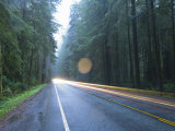 Us Route 101  Jedediah Smith Redwoods State Park  Crescent City  Del Norte County  California  USA