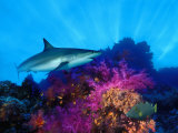 Caribbean Reef Shark and Soft Corals in the Ocean