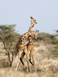 Reticulated Giraffes Necking in a Field  Samburu National Park  Rift Valley Province  Kenya