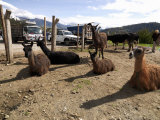 Animals for Sale at an Animal Market  Otavalo  Imbabura Province  Ecuador