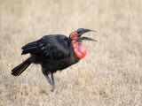 Close-Up of a Ground Hornbill Calling  Tarangire National Park  Tanzania