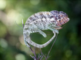 Close-Up of a Malagasy Giant Chameleon  Madagascar