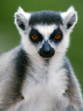 Close-Up of a Ring-Tailed Lemur  Berenty  Madagascar