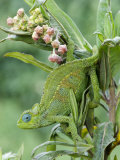 Close-Up of a Dwarf Chameleon  Ngorongoro Crater  Ngorongoro  Tanzania
