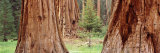 Sapling Among Full Grown Sequoias  Sequoia National Park  California  USA