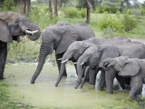 African Elephants Drinking Water in a Pond  Tarangire National Park  Tanzania