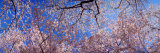 View of Cherry Blossom Trees  Washington State  USA