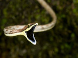 Close-Up of a Vine Snake with its Mouth Open  Costa Rica