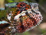 Close-Up of a Panther Chameleon  Andasibe-Mantadia National Park  Madagascar