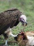 Lappet-Faced Vulture Eating a Wildebeest Calf  Masai Mara National Reserve  Kenya
