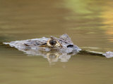 Close-Up of a Spectacled Caiman Swimming in Water  Cano Negro  Costa Rica
