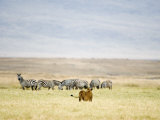 Lioness Looking at a Herd of Zebras  Ngorongoro Crater  Ngorongoro  Tanzania