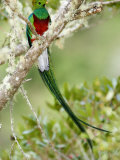 Close-Up of Resplendent Quetzal Perching on a Branch  Savegre  Costa Rica