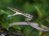 Close-Up of a Vine Snake with its Mouth Open  Costa Rica