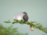 Bananaquit Perching on a Eucalyptus Blossom  Cano Negro  Costa Rica