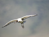 Sacred Ibis in Flight  Ngorongoro Crater  Ngorongoro  Tanzania