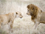 Lion and a Lioness Standing Face to Face in a Forest  Ngorongoro Crater  Ngorongoro  Tanzania