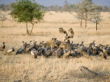 Flock of Vultures on a Kill  Ngorongoro Crater  Ngorongoro  Tanzania