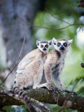 Ring-Tailed Lemur with its Young One  Berenty  Madagascar