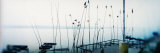 Flags on the Ghat  Ganges River  Varanasi  Uttar Pradesh  India