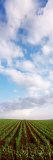 Corn Field and Clouds  Baden-Wurttemberg  Germany