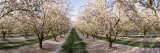 Almond Trees in an Orchard  Central Valley  California  USA