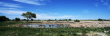 Wild Animals at a Waterhole  Okaukuejo  Etosha National Park  Kunene Region  Namibia