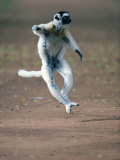Verreaux's Sifaka Dancing in a Field  Berenty  Madagascar