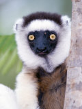Close-Up of a Verreaux's Sifaka Lemur  Berenty  Madagascar