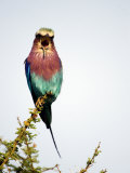 Lilac-Breasted Roller Bird Perching on a Branch  Tarangire National Park  Tanzania
