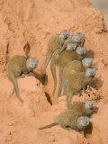 Dwarf Mongooses on a Termite Mound  Tarangire National Park  Tanzania