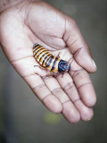 Close-Up of a Madagascan Hissing Cockroach on a Person's Palm  Berenty  Madagascar