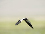 Blacksmith Plover Flying  Ngorongoro Crater  Ngorongoro  Tanzania