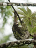 Close-Up of a Three-Toed Sloth Hanging on a Tree  Costa Rica