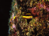 Wrasse Blenny in Coral Wall in the Sea