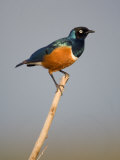 Superb Starling Perching on a Branch  Tarangire National Park  Tanzania