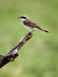 Close-Up of an Isabella Shrike Perching on a Branch  Lake Manyara  Tanzania