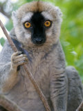 Close-Up of a Red-Fronted Lemur  Berenty  Madagascar