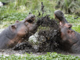 Two Hippopotamuses Sparring in Water  Ngorongoro Crater  Ngorongoro  Tanzania