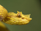 Close-Up of an Eyelash Viper  Arenal Volcano  Costa Rica