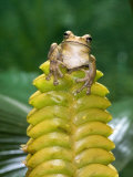 Close-Up of a Tree Frog on Top of a Heliconia Flower  Costa Rica